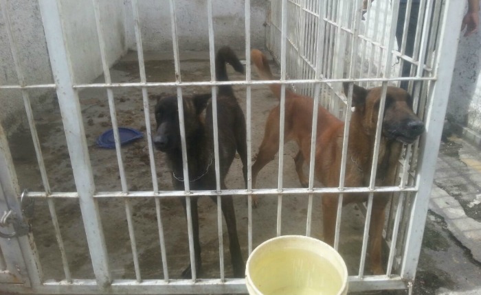 Perros en resguardo en Polisalias