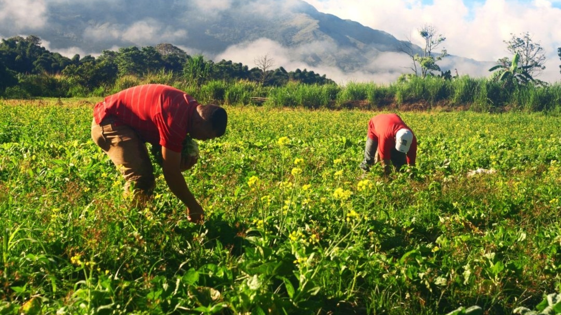 FAO alimentación