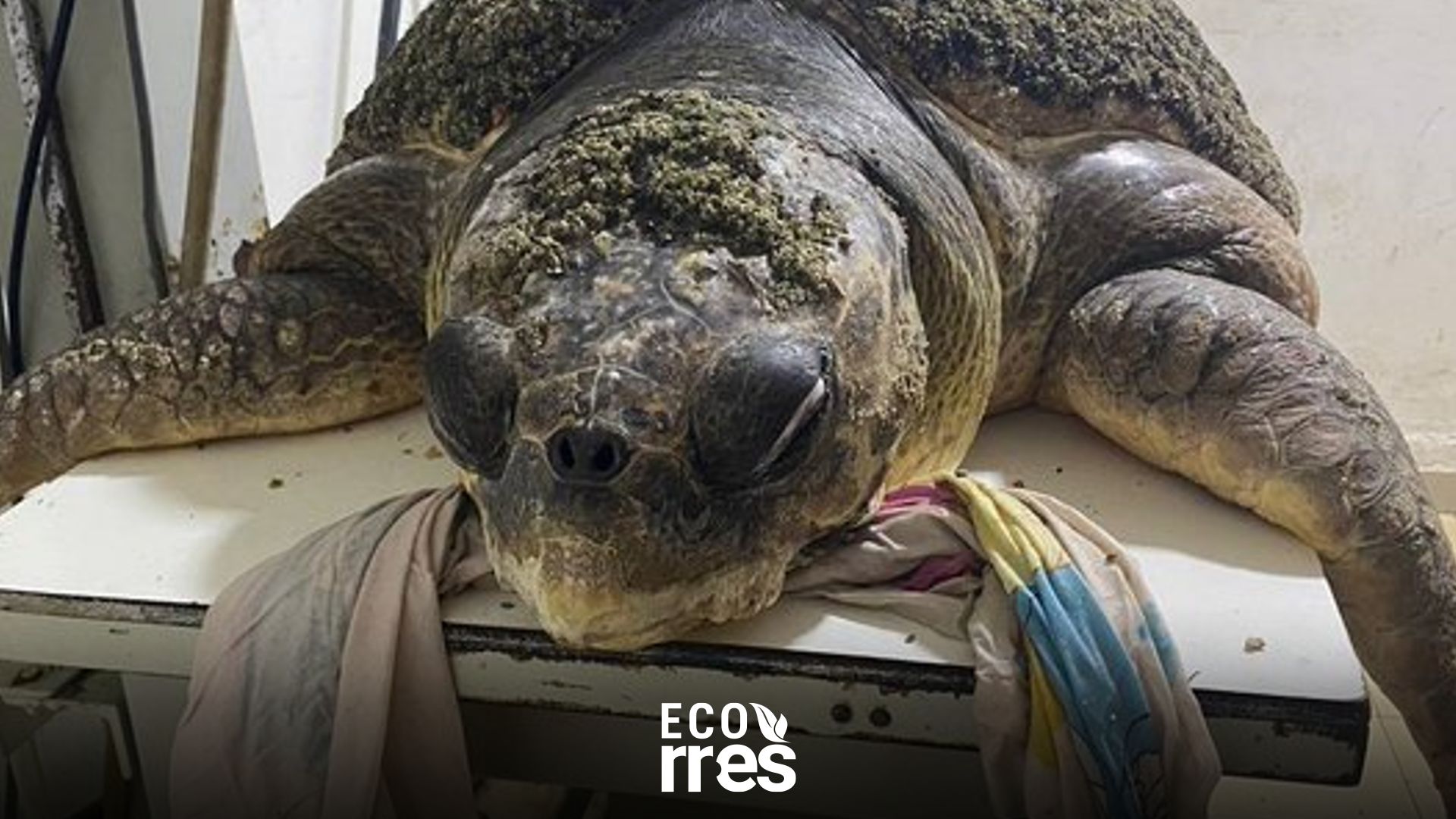 #EcoRunRún Alertan sobre extrema contaminación por plástico en el Lago de Maracaibo tras muerte de tortuga marina