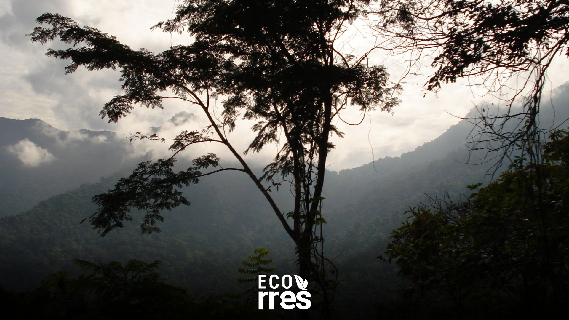 #EcoRunRún | Incendio afectó al menos 222 hectáreas del Parque Nacional Henri Pittier