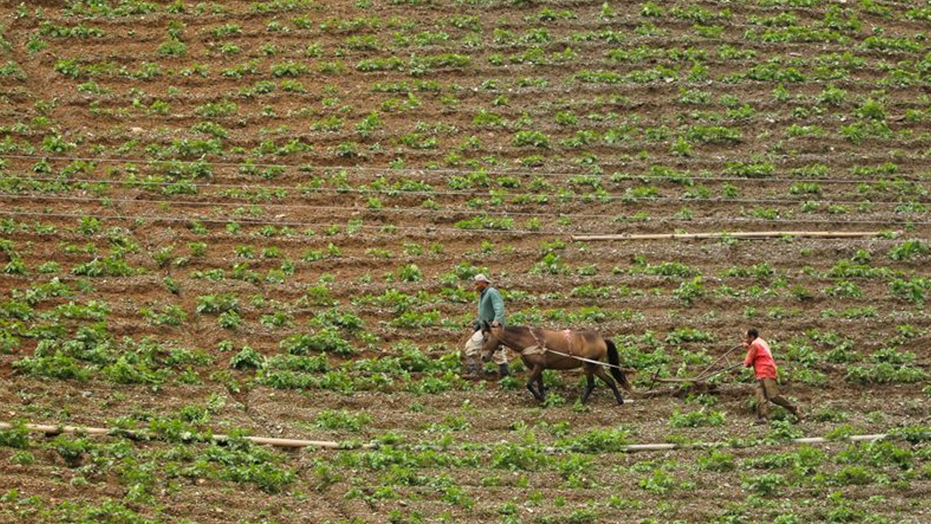 agricultores