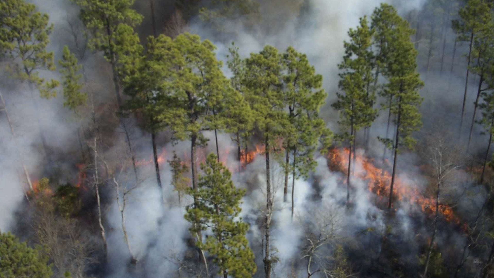 Incendios forestales