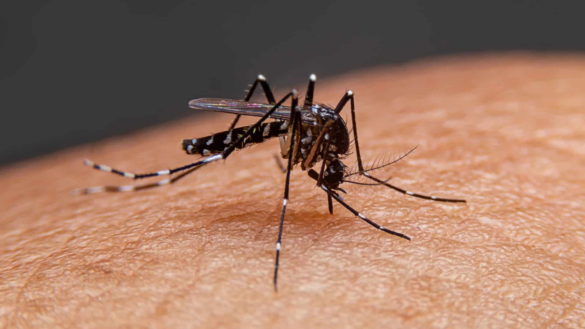 casos de dengue