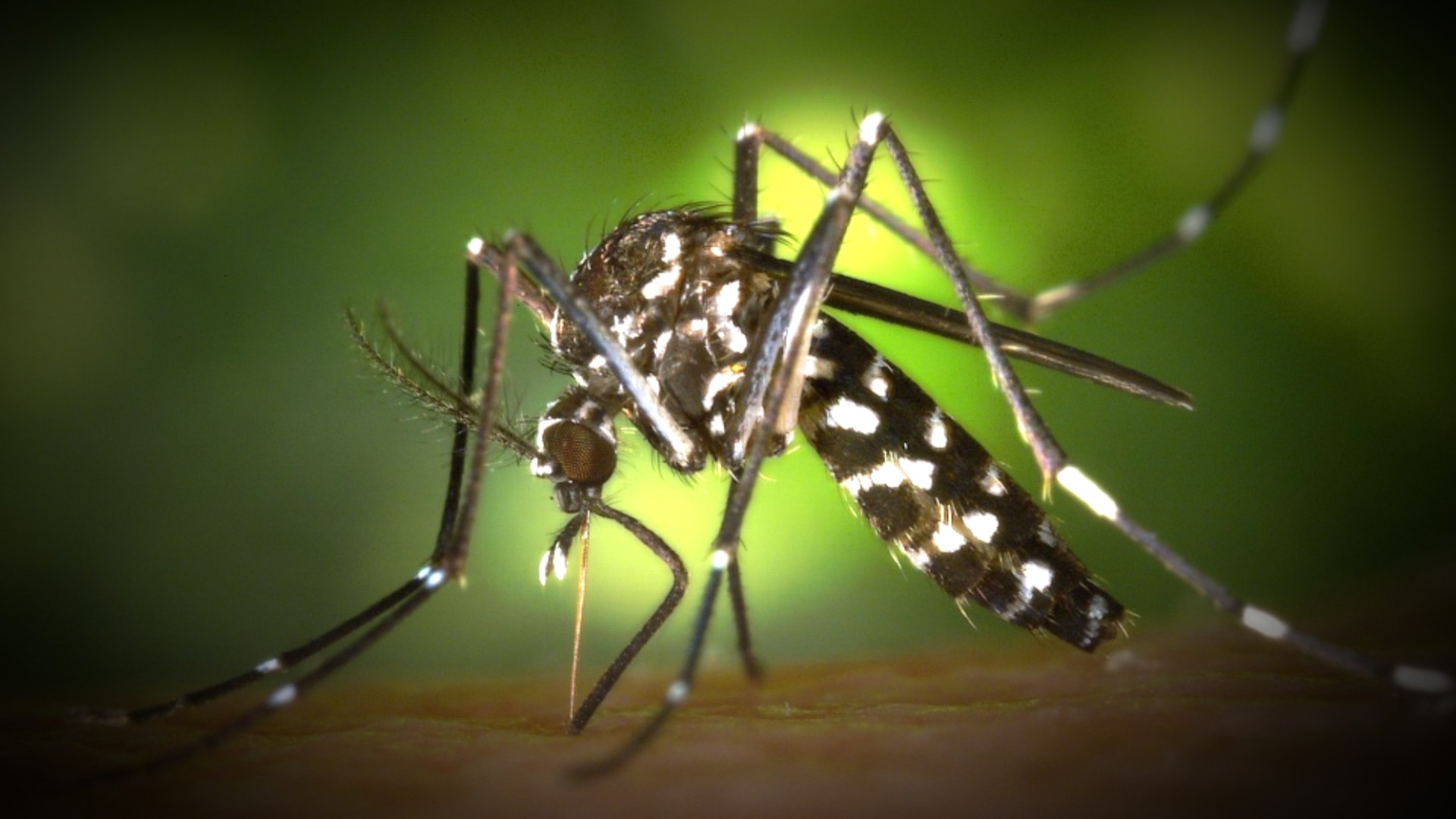 dengue