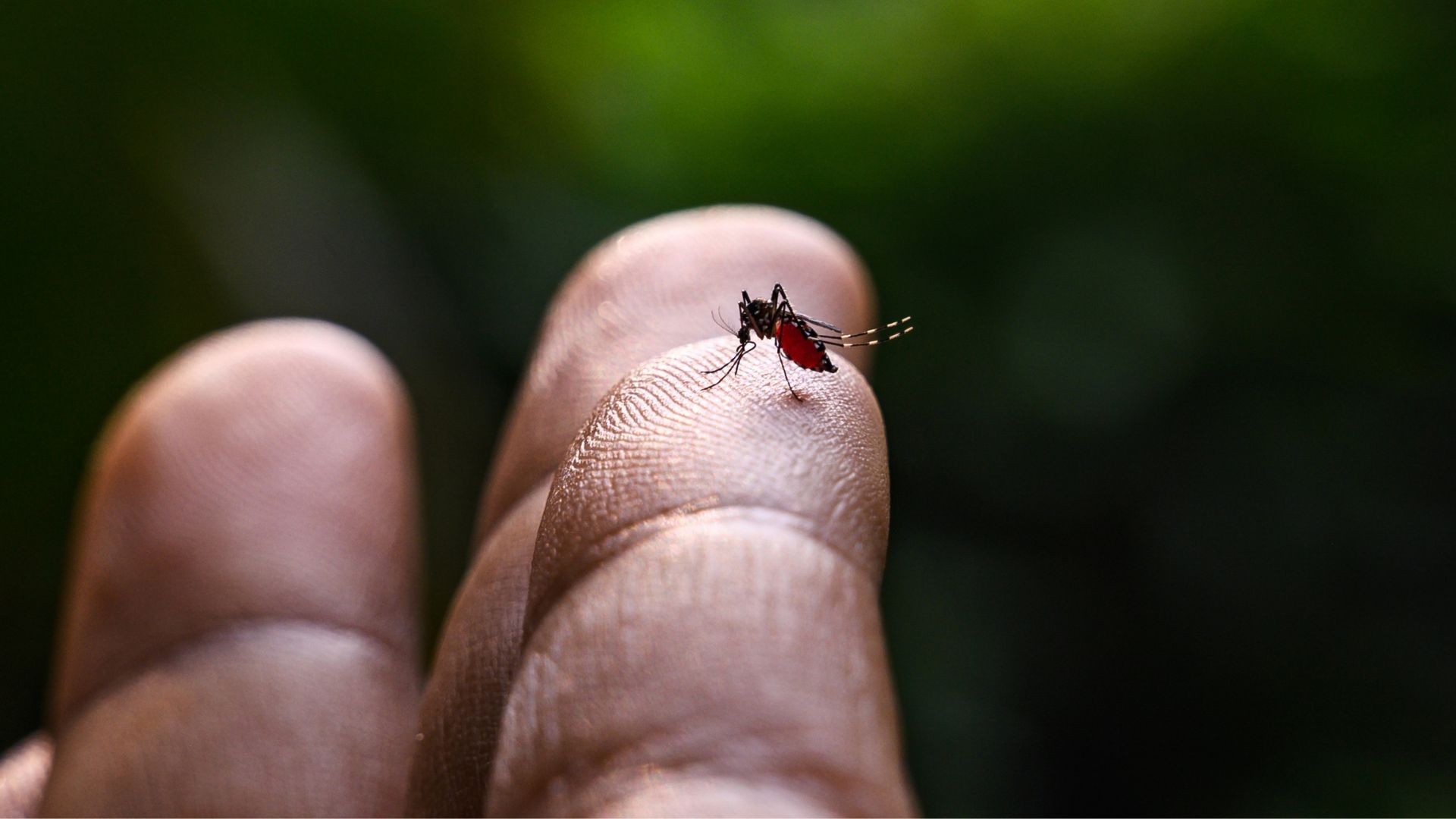 OPS alerta un aumento de casos de dengue en América Latina y el Caribe