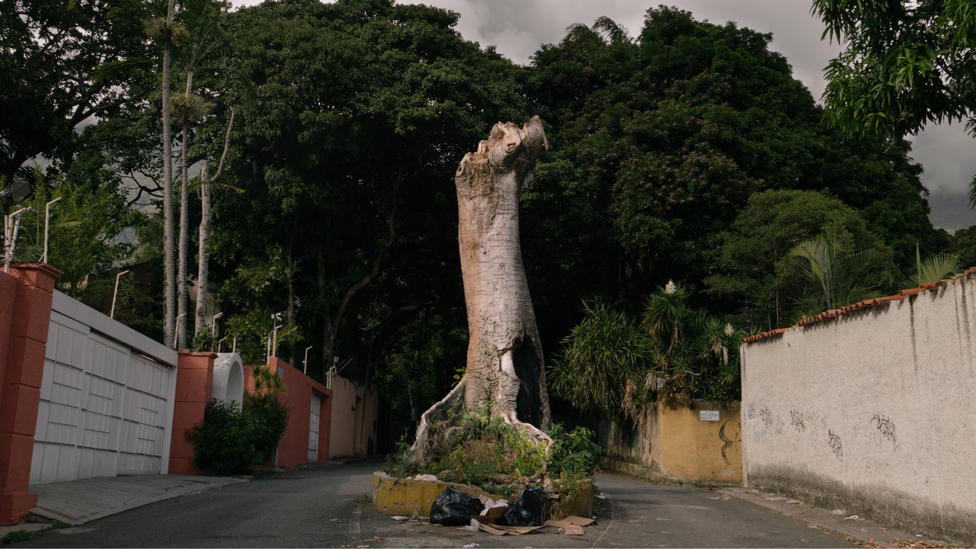 árboles en Caracas