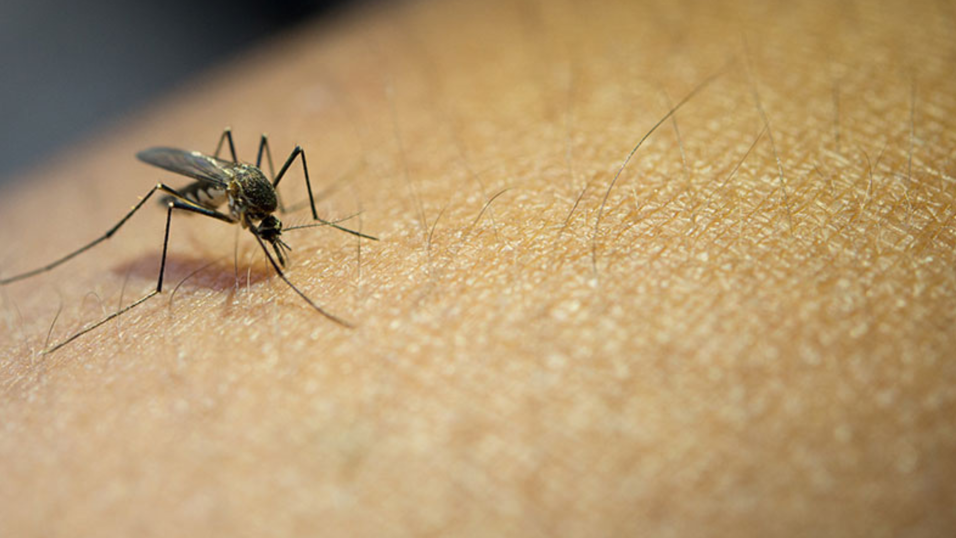 Malaria