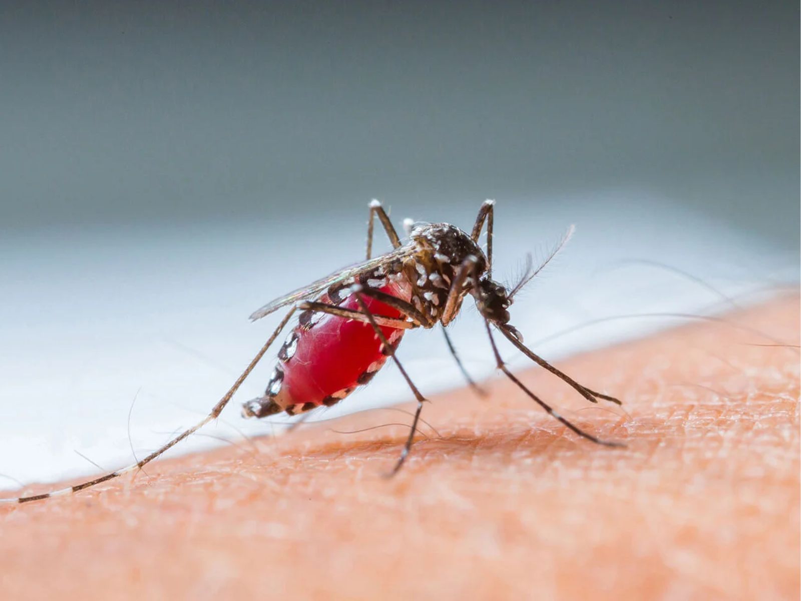 SVI-advierte-que-la-temprada-de-lluvia-aumentara-el-riesgo-de-contagio-de-dengue