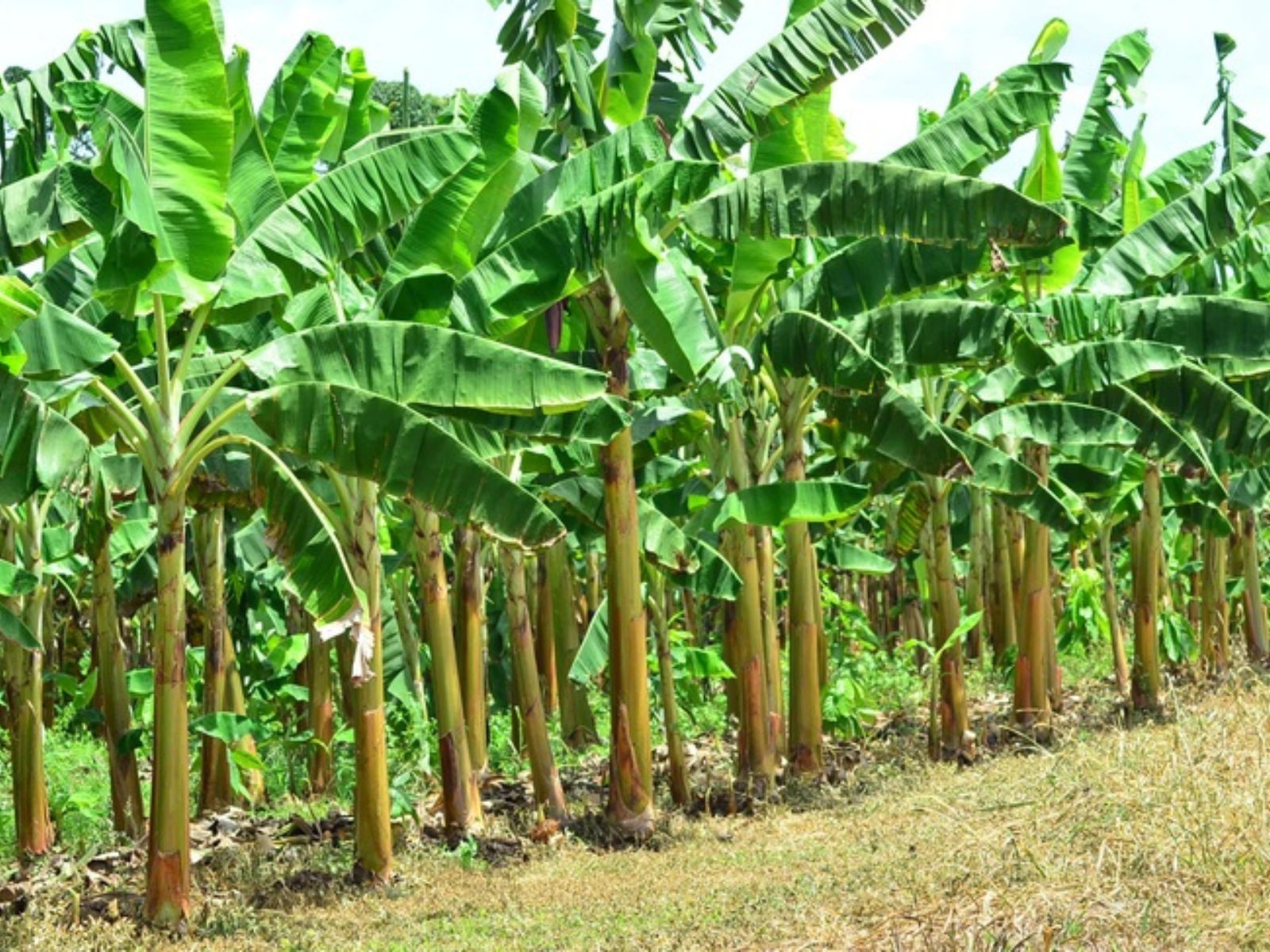 Cultivo de plátano afectado por las lluvias