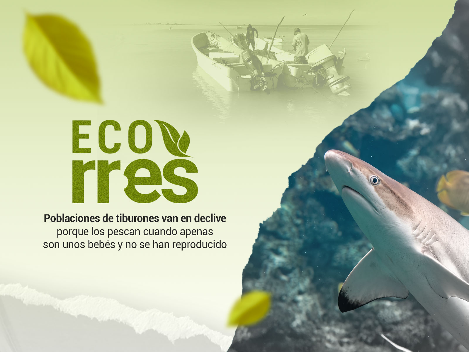 Pesca de cazón en Venezuela