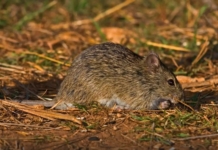 virus guanarito