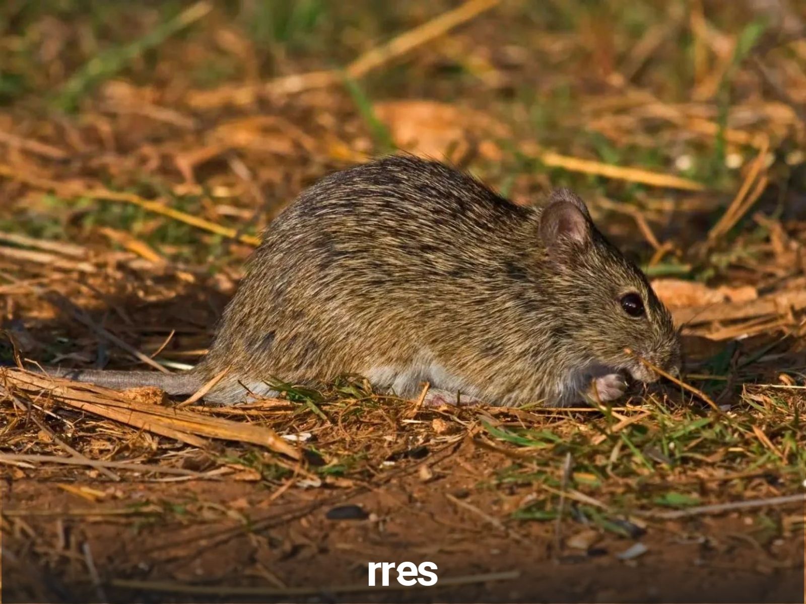 virus guanarito